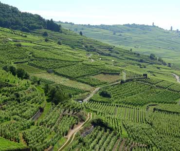 Vignoble Alsatien