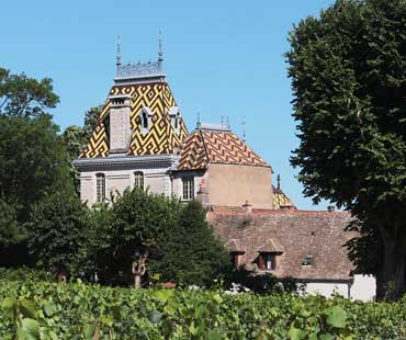 Bourgogne Vineyard