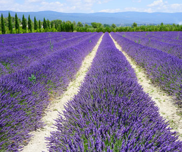 provence-small