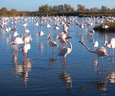 Flamingos