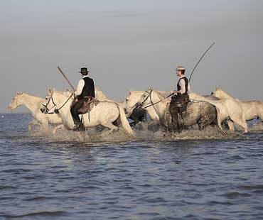 La Camargue